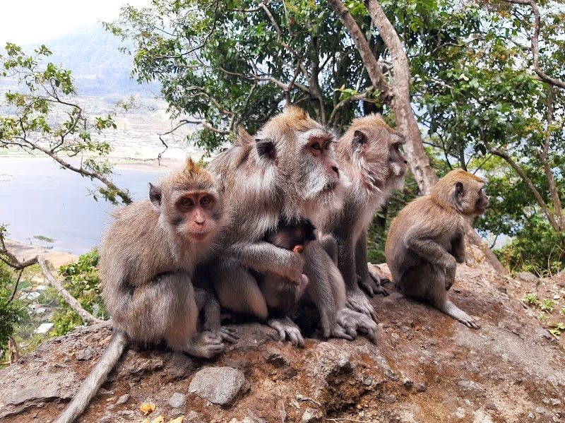 Wisata Monyet
